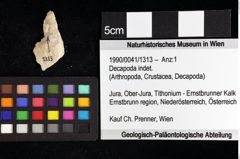 Foto (Objket + Etiketten) von Decapoda indet. 